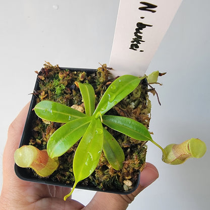 Nepenthes burkei BE