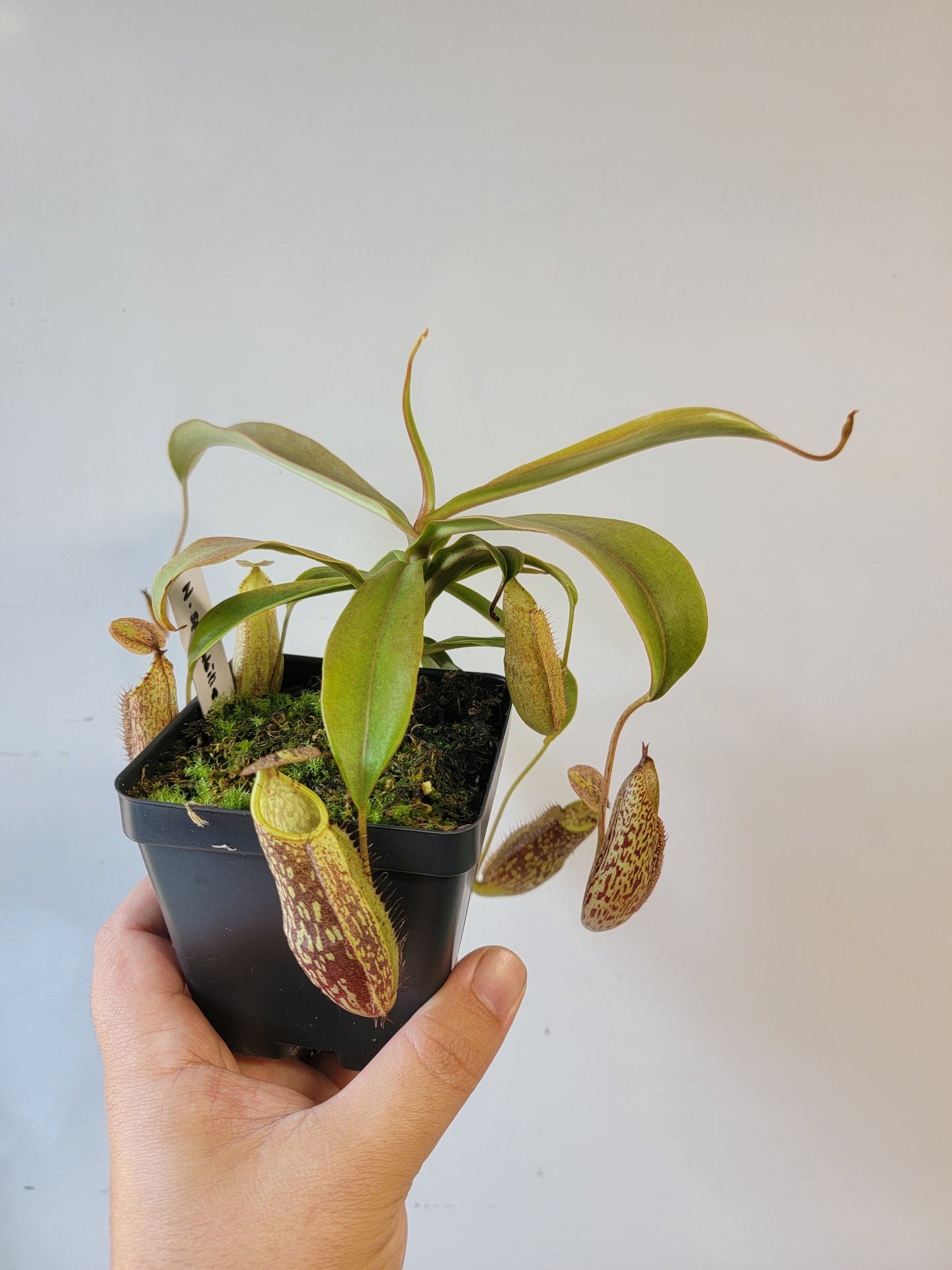 Nepenthes spectabilis 'Sibuyatan' BE