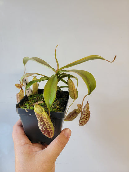 Nepenthes spectabilis 'Sibuyatan' BE
