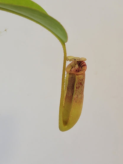 Nepenthes xTrusmadiensis x burbidgeae BE