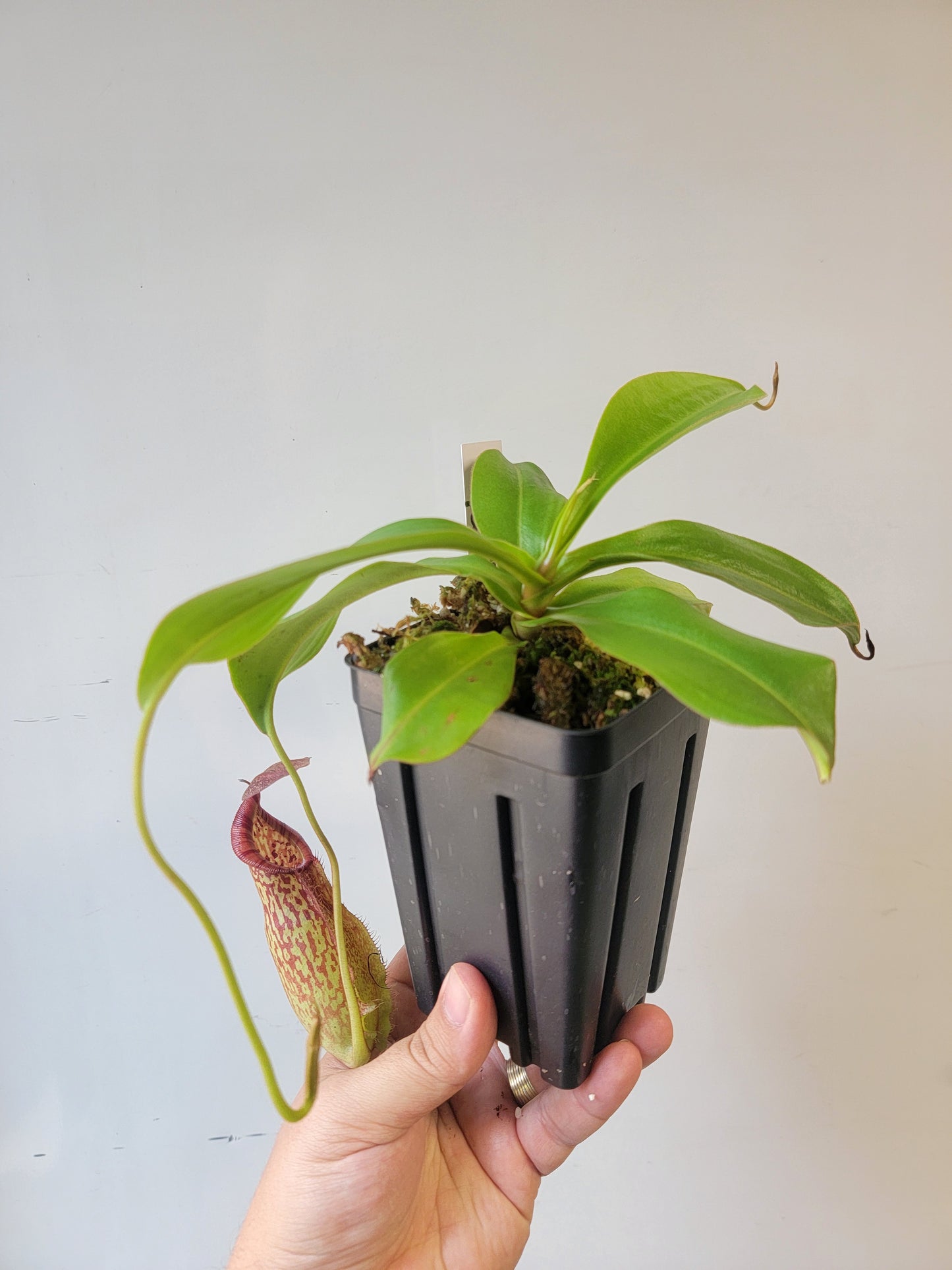 Nepenthes spathulata x spectabilis BE