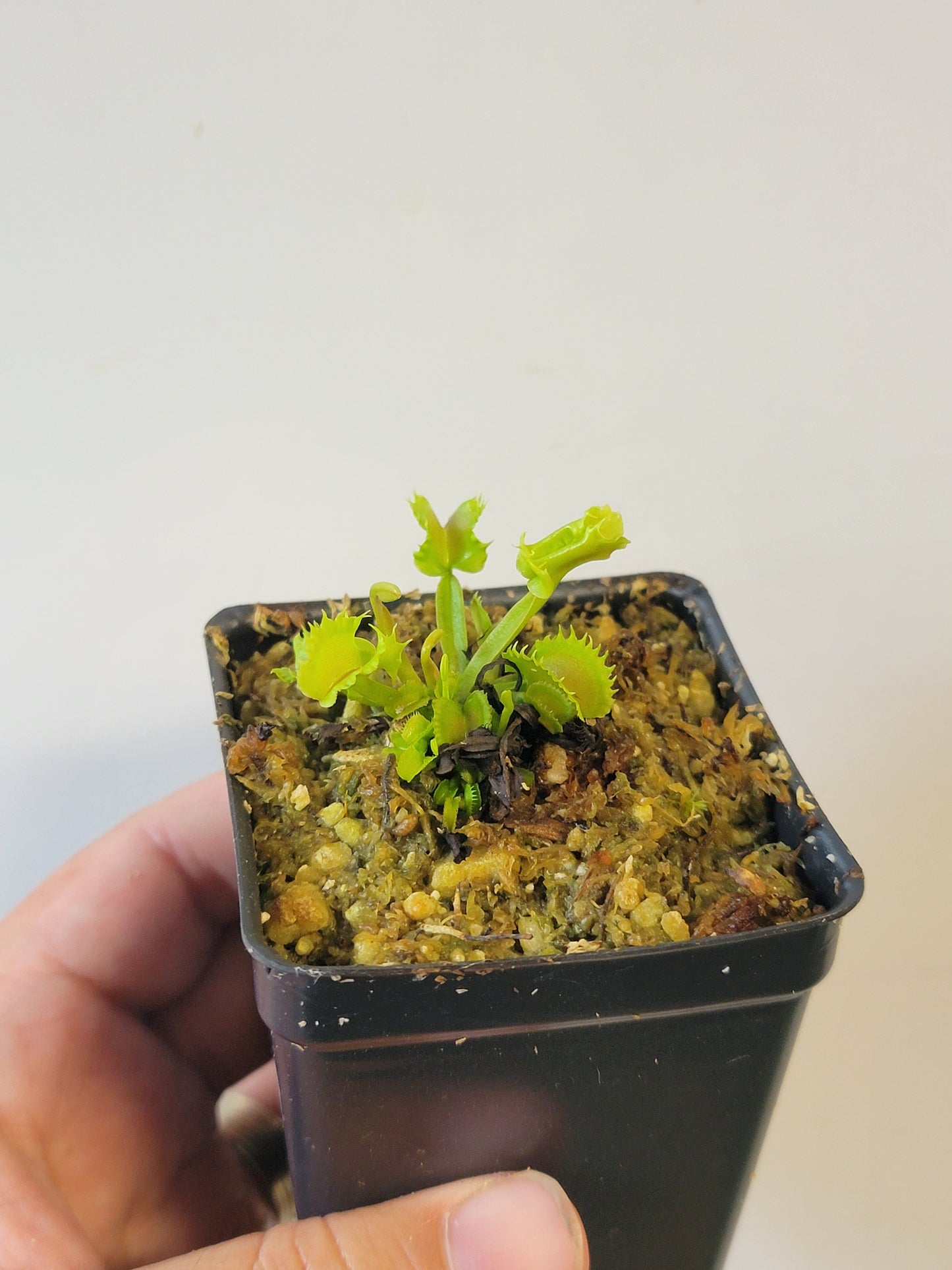 Dionaea musc. "GJ Shir Khan"
