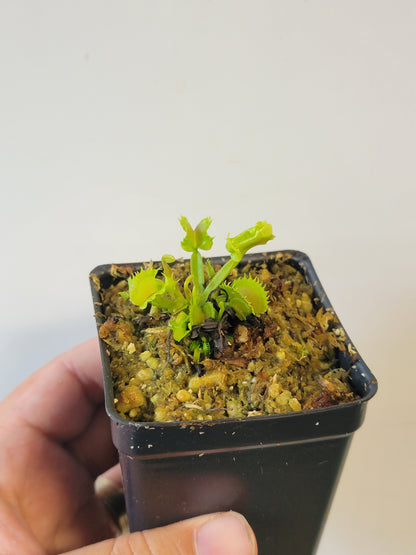 Dionaea musc. "GJ Shir Khan"