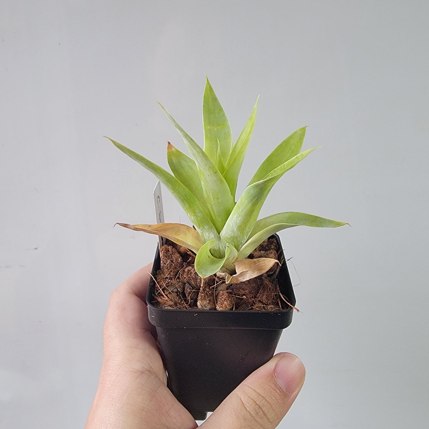 Catopsis berteroniana