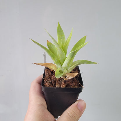 Catopsis berteroniana