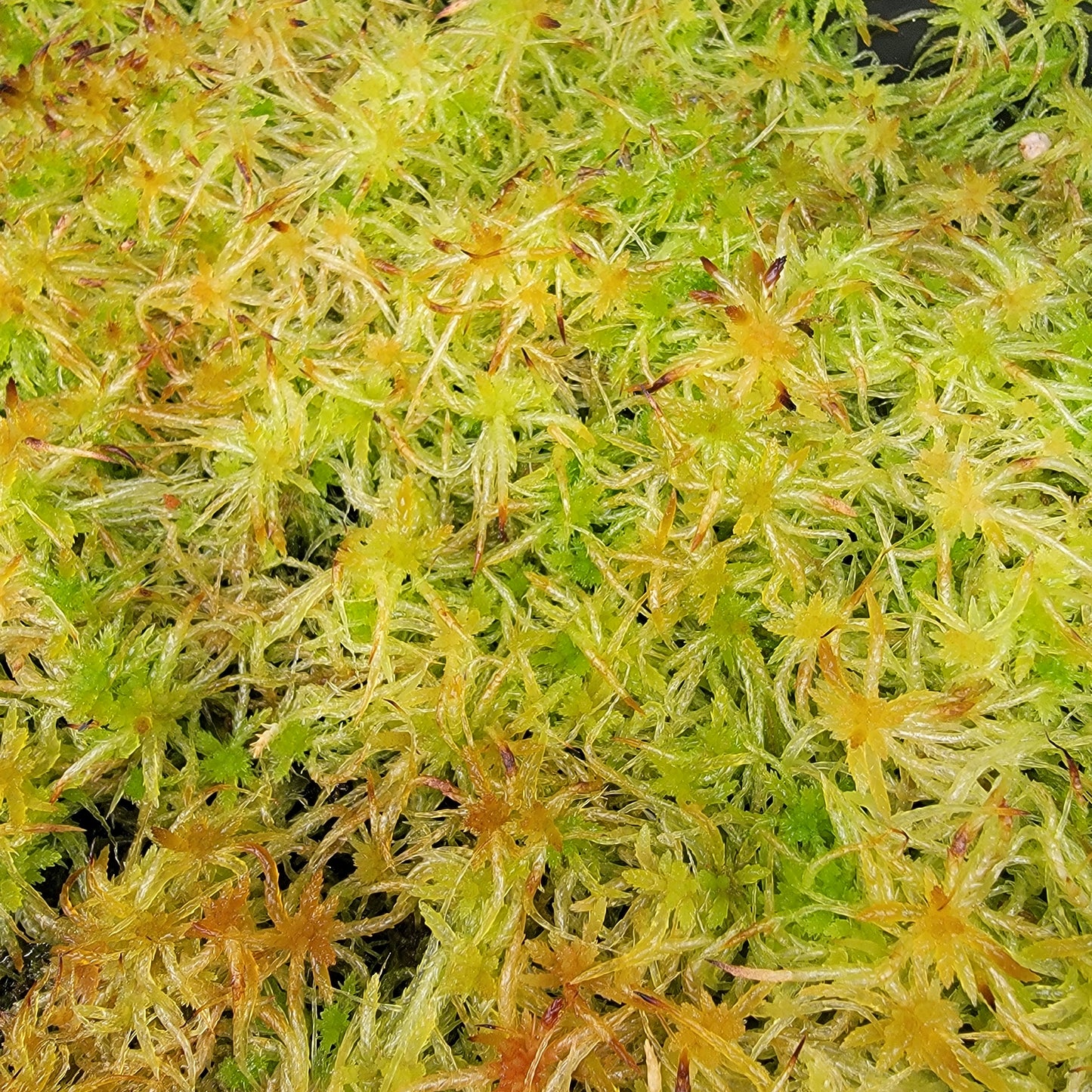 Tropical Sphagnum moss live 1 QT