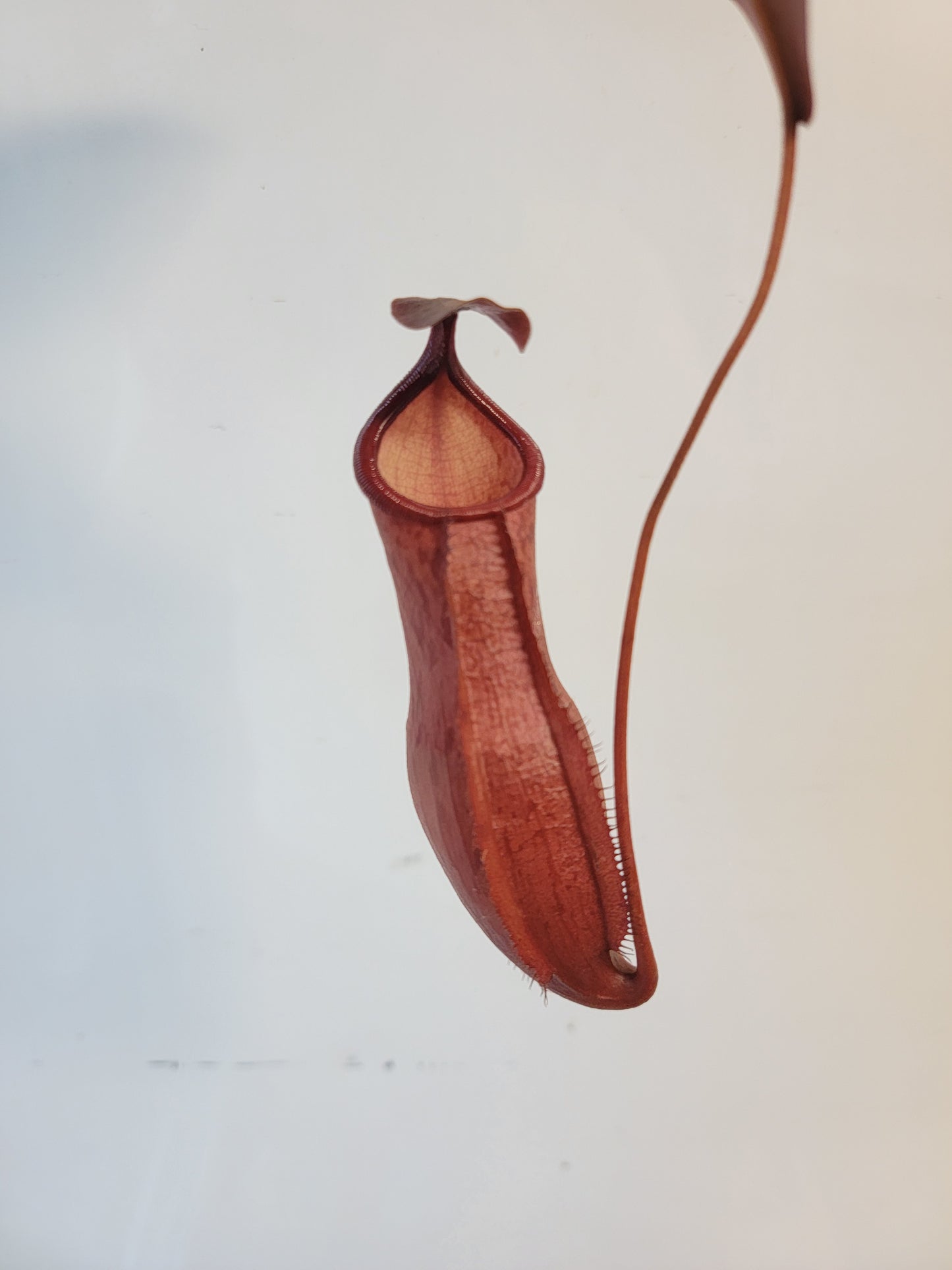 Nepenthes mira x peltata BE
