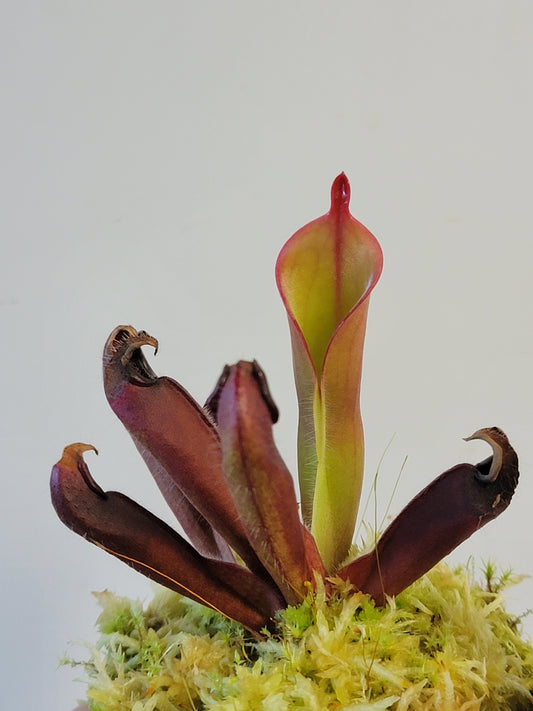 Heliamphora chimantensis BCP