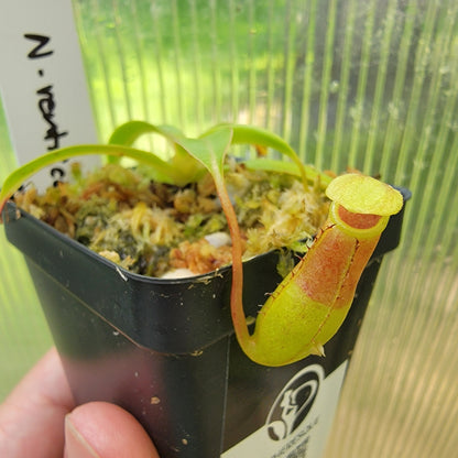 Nepenthes ventricosa BE