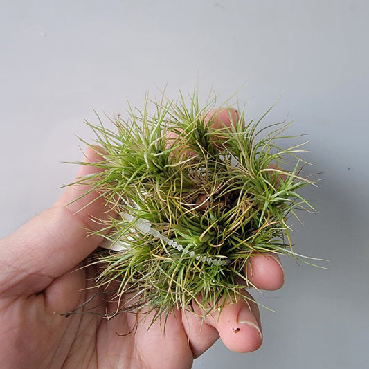 Tillandsia funckiana clump