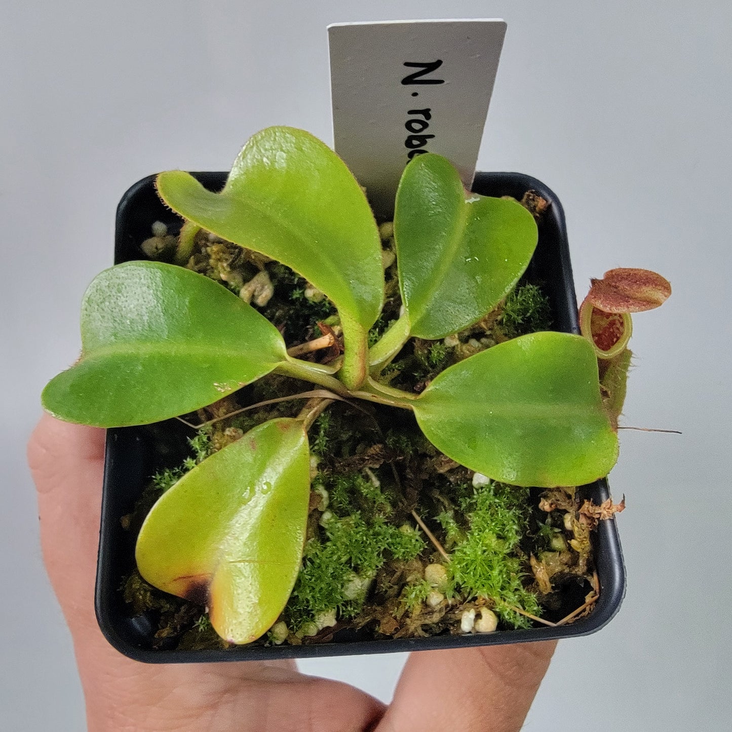 Nepenthes robcantleyi x veitchii 'Sungai Samba' BE
