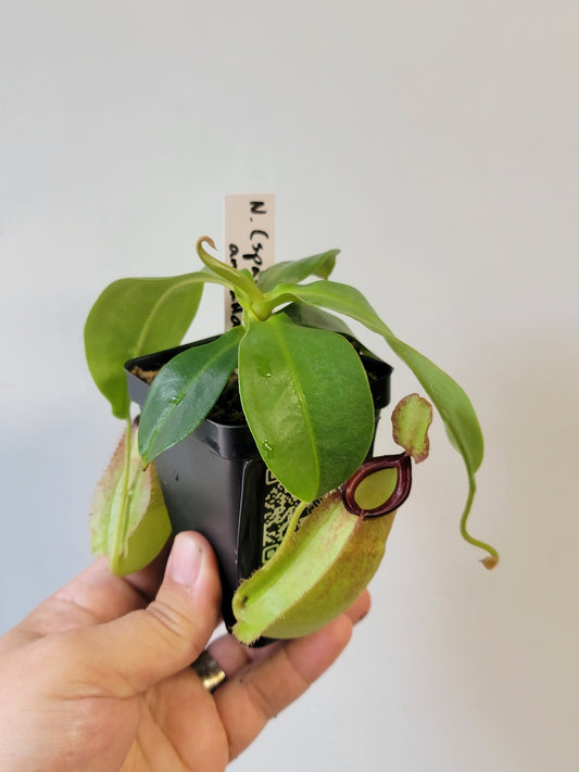 Nepenthes spathulata x ampullaria 'Red' BE