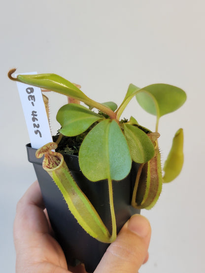 Nepenthes clipeata x lowii x veitchii BE