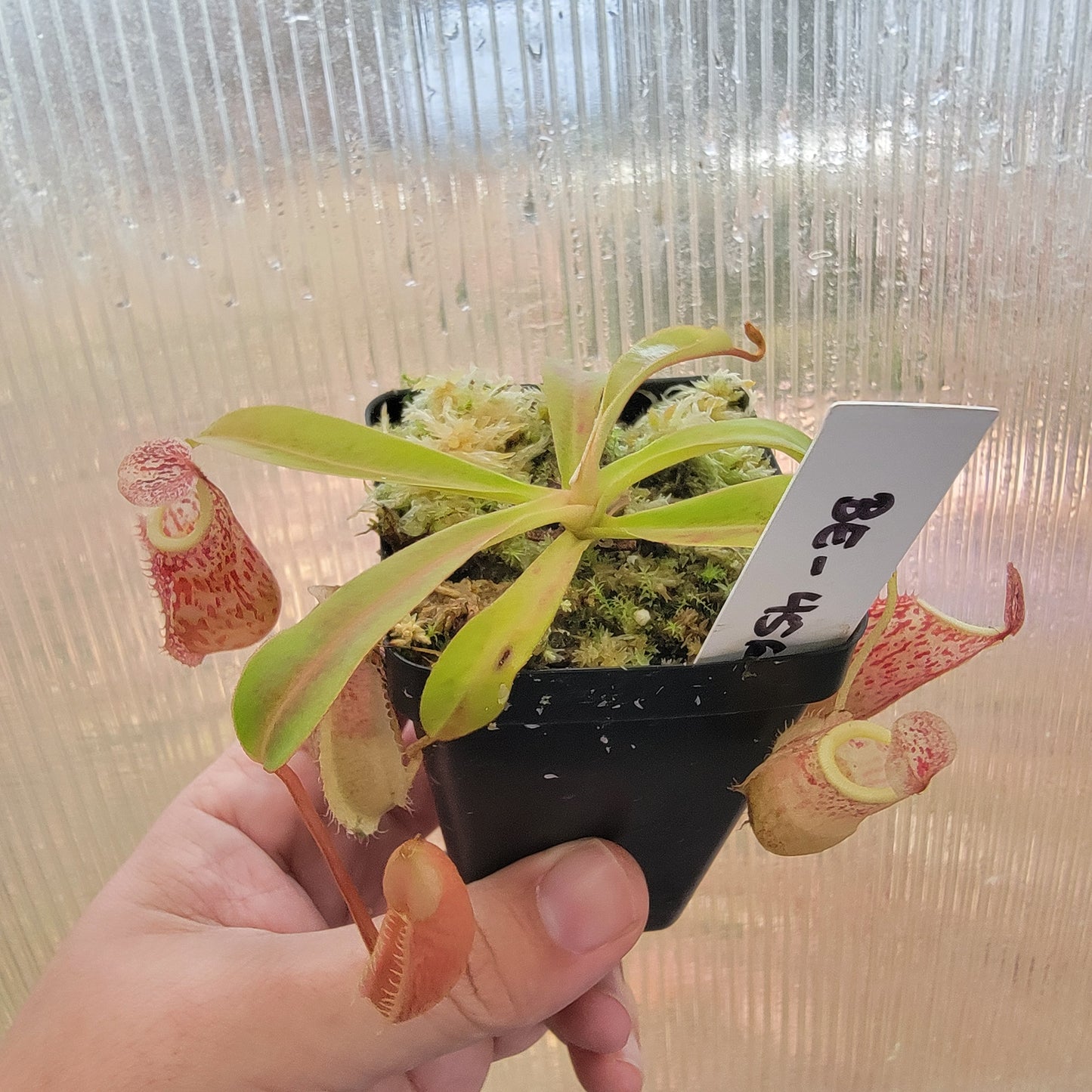 Nepenthes glabrata x veitchii BE