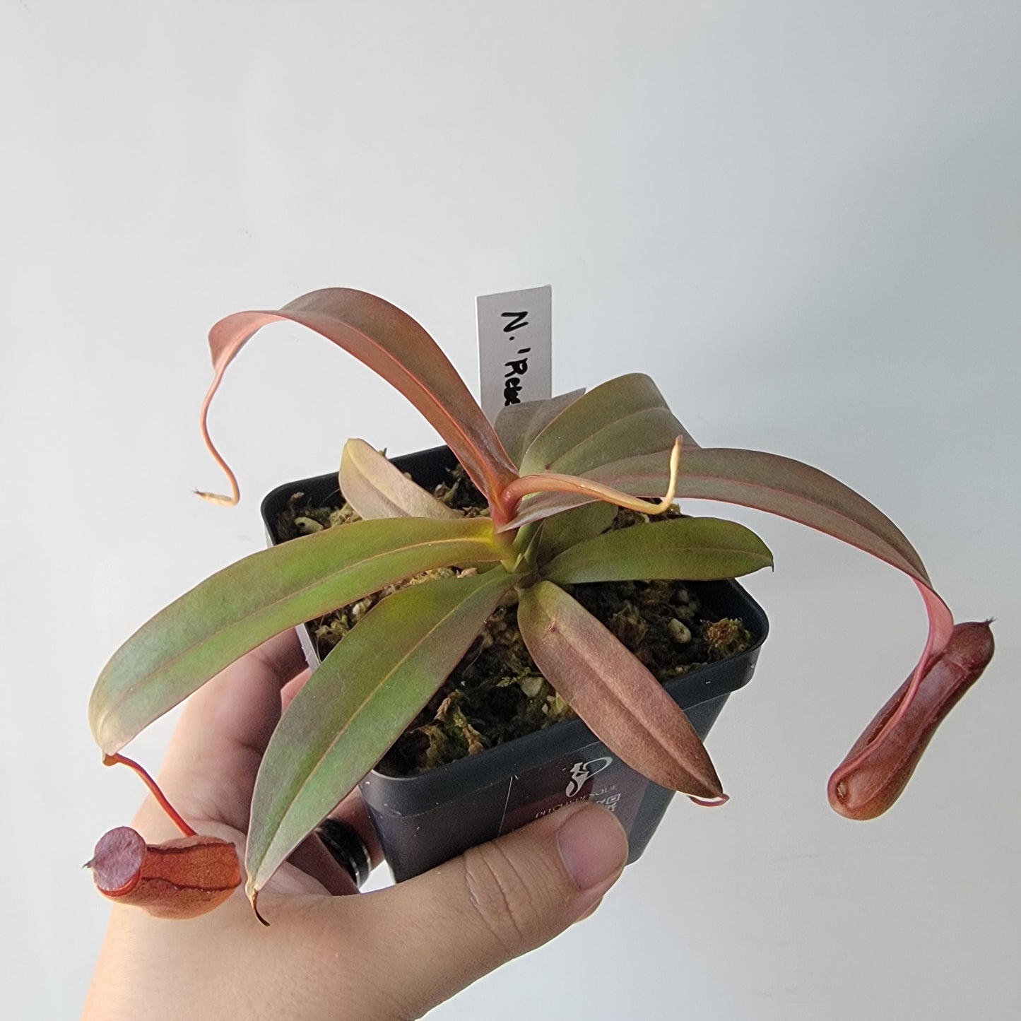 Nepenthes "Rebecca Soper"