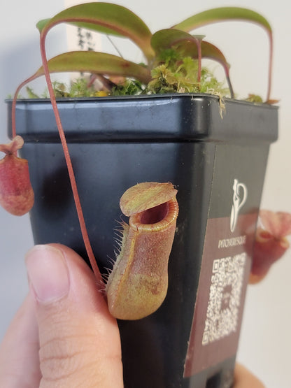 Nepenthes sibuyanensis x attenboroughii BE