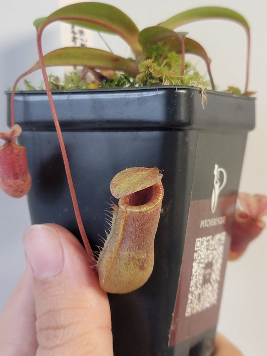 Nepenthes sibuyanensis x attenboroughii BE