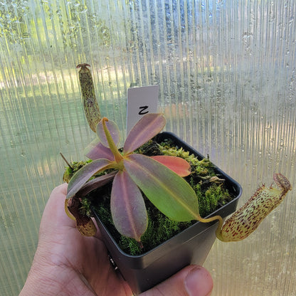 Nepenthes vogelii BE