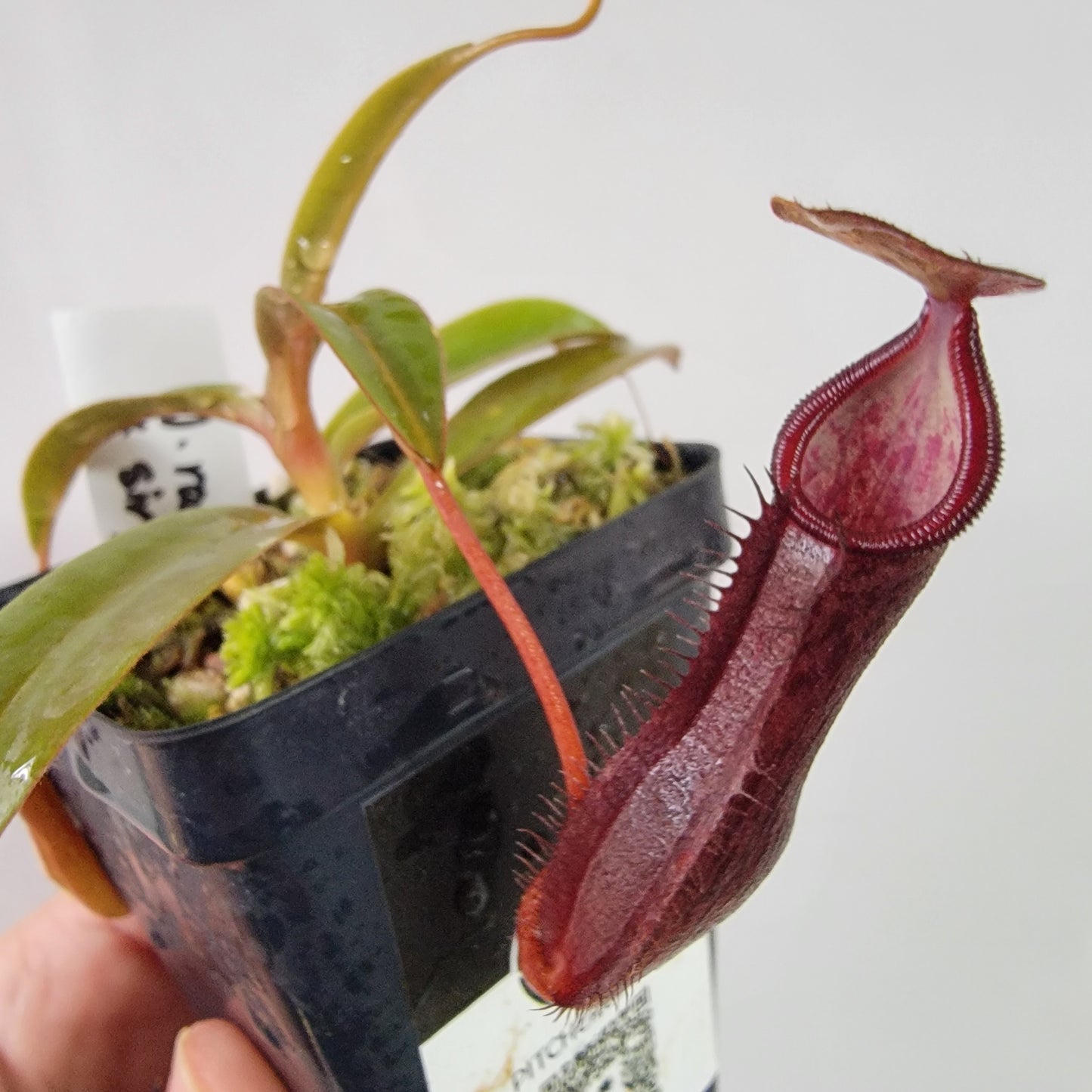 Nepenthes ramispina x singalana BE