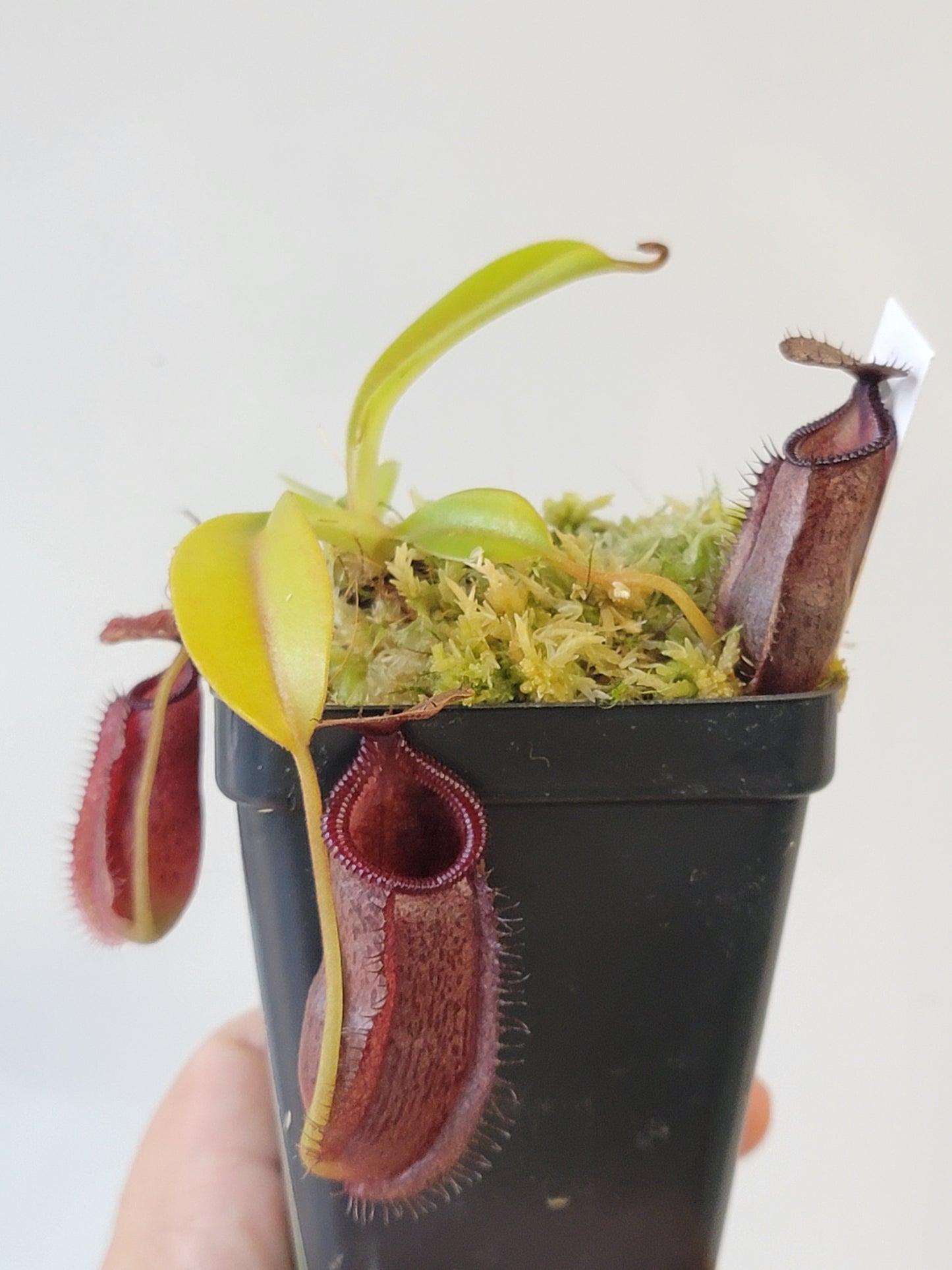 Nepenthes hamata x lowii BE