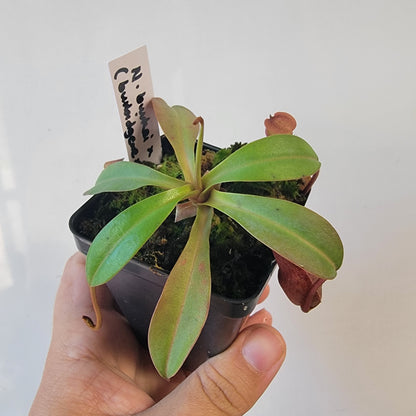 Nepenthes burkei x burbidgeae x edwardsiana BE