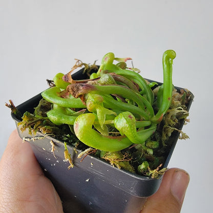 Darlingtonia californica