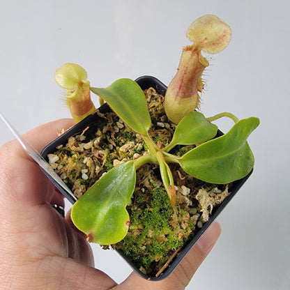 Nepenthes robcantleyi x veitchii 'Sungai Samba' BE
