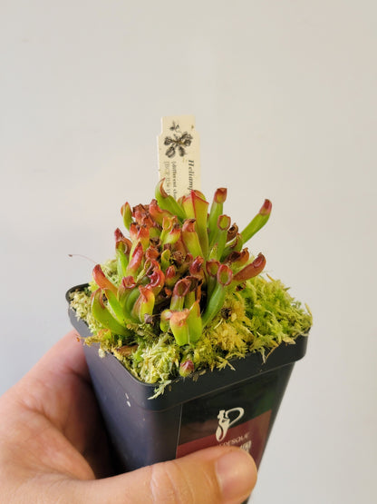 Heliamphora pulchella BCP