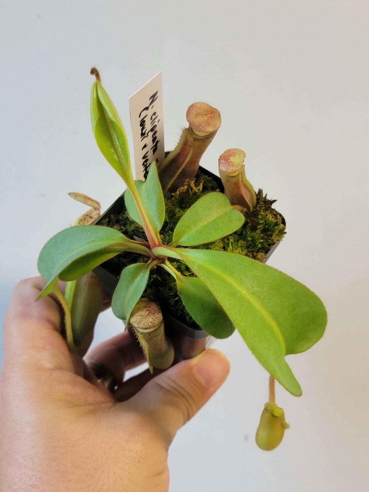 Nepenthes clipeata x lowii x veitchii BE