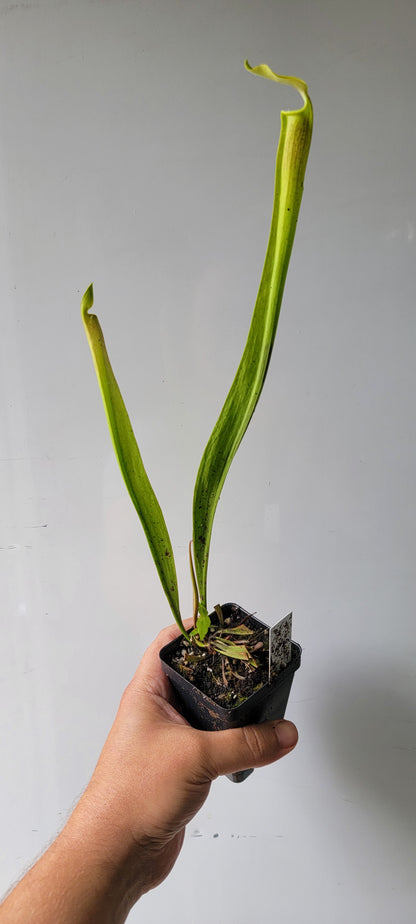 Sarracenia alata