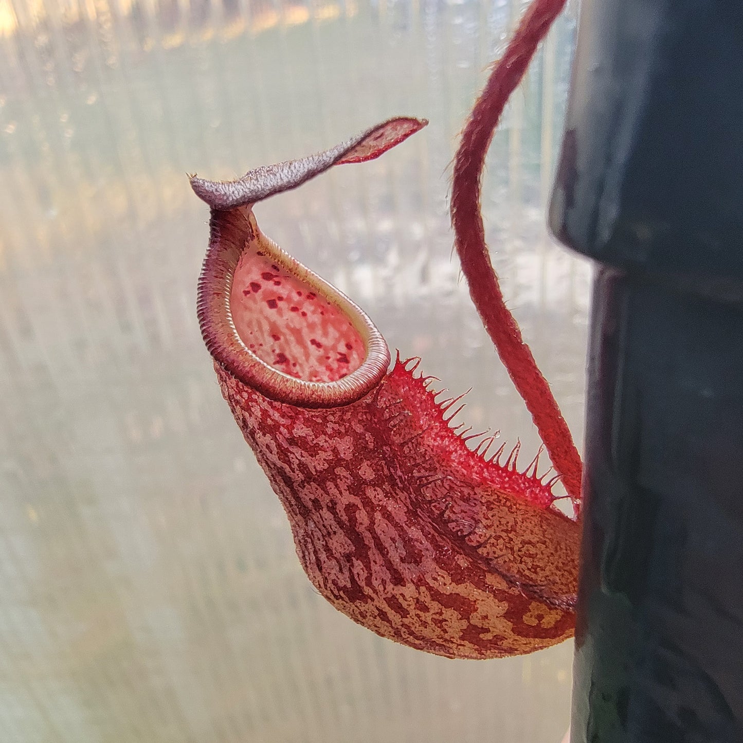 Nepenthes peltata BE