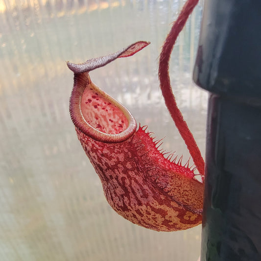 Nepenthes peltata BE