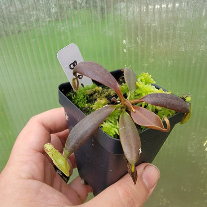 Nepenthes ceciliae BCP