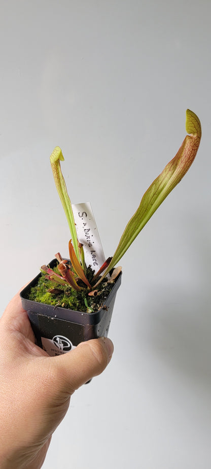 Sarracenia "Dixie Lace"