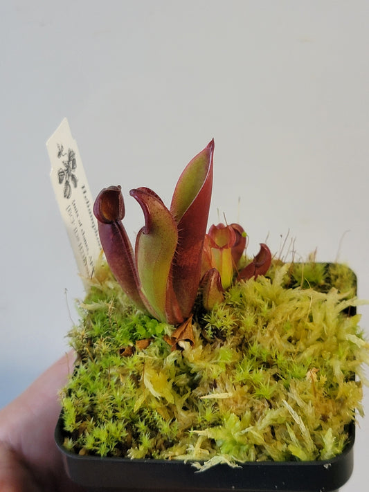 Heliamphora chimantensis BCP