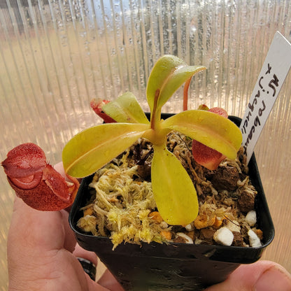 Nepenthes robcantleyi x jacquelineae BE