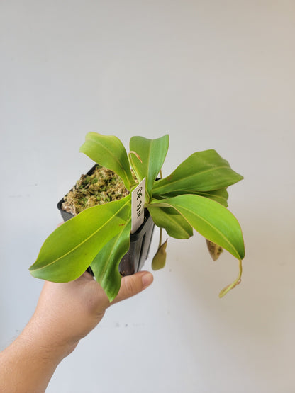 Nepenthes spathulata x spectabilis BE