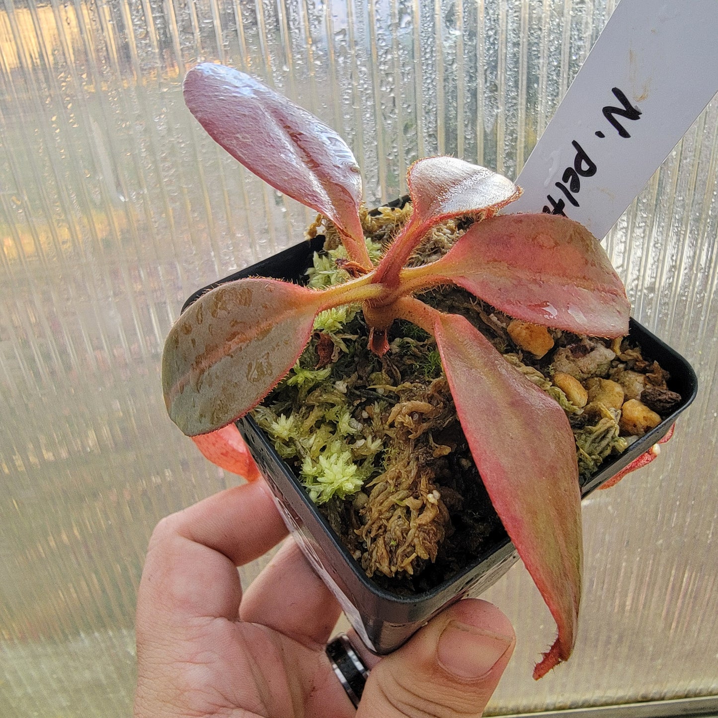 Nepenthes peltata BE