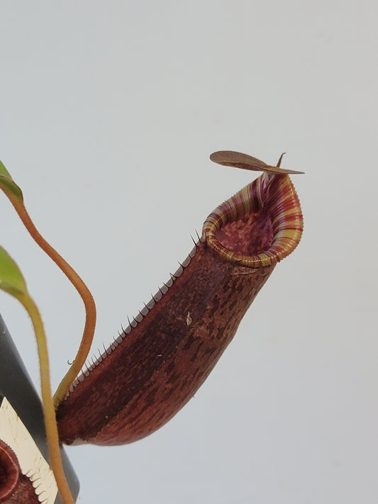 Nepenthes spectabilis x lowii BE