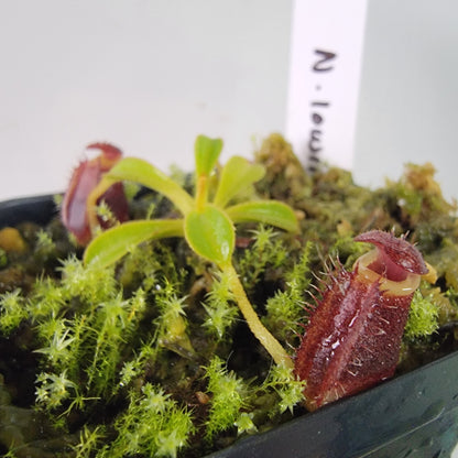 Nepenthes lowii BE *New Clone*