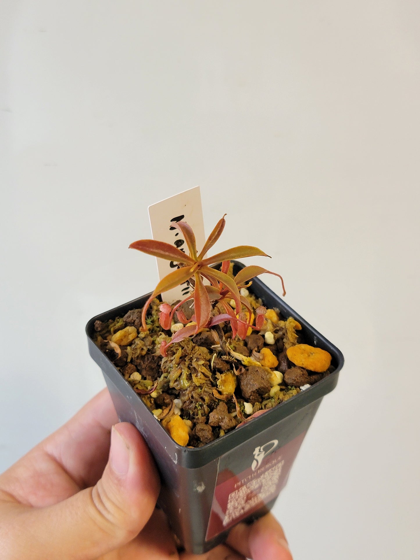 Nepenthes argentii BCP
