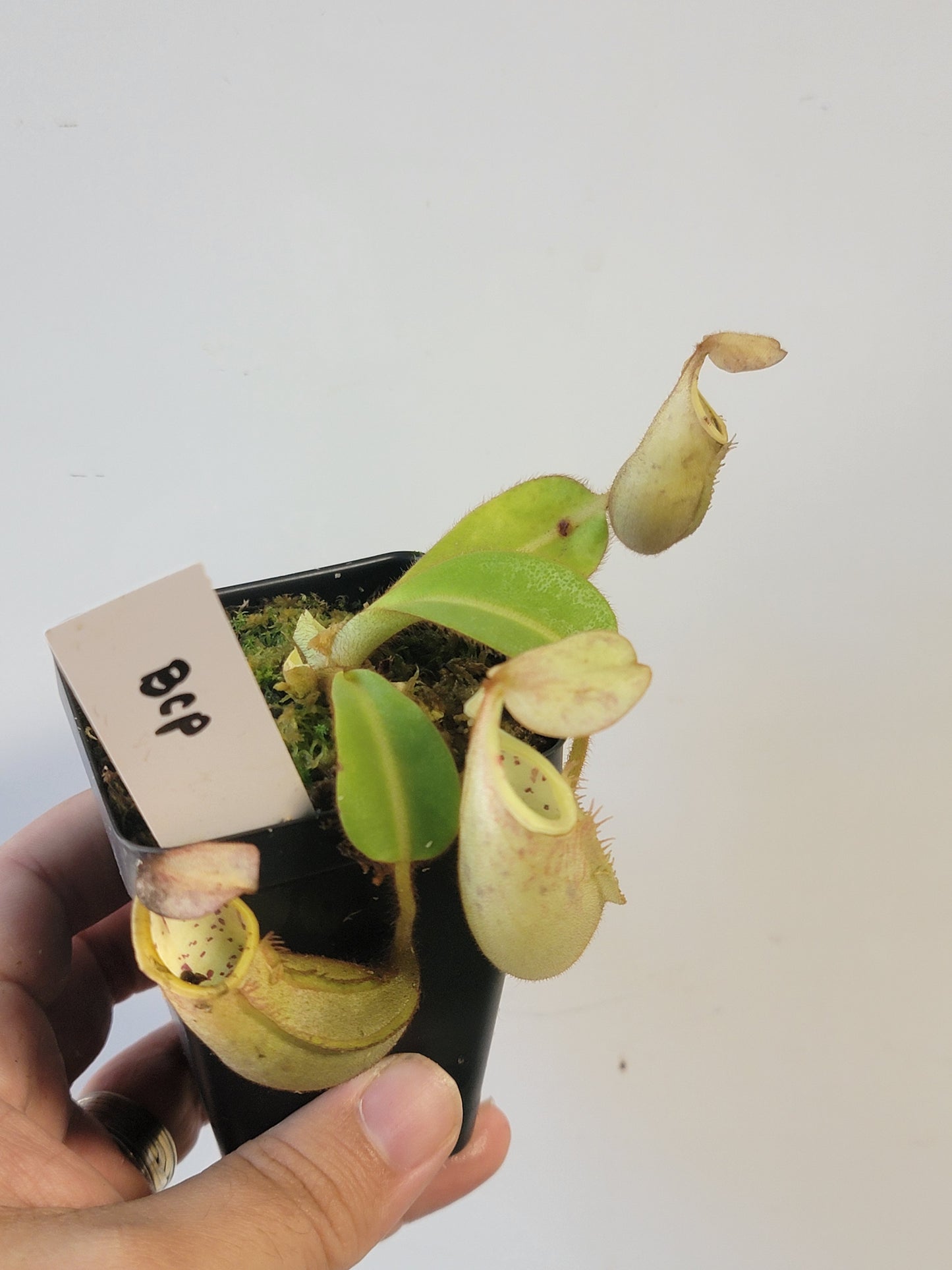 Nepenthes veitchii BCP