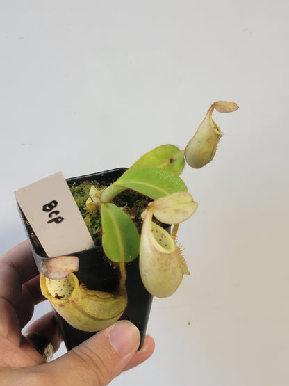 Nepenthes veitchii BCP