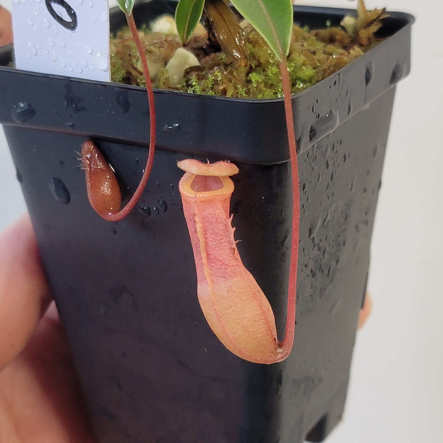 Nepenthes barcelonae BE