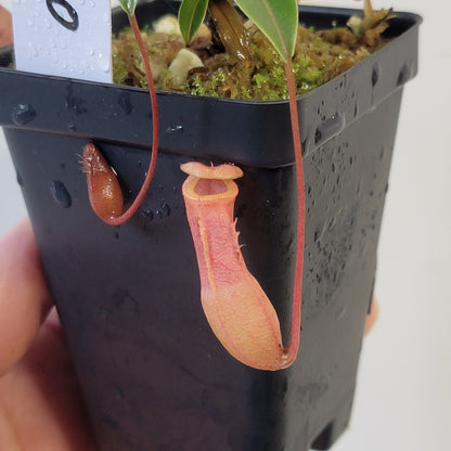 Nepenthes barcelonae BE