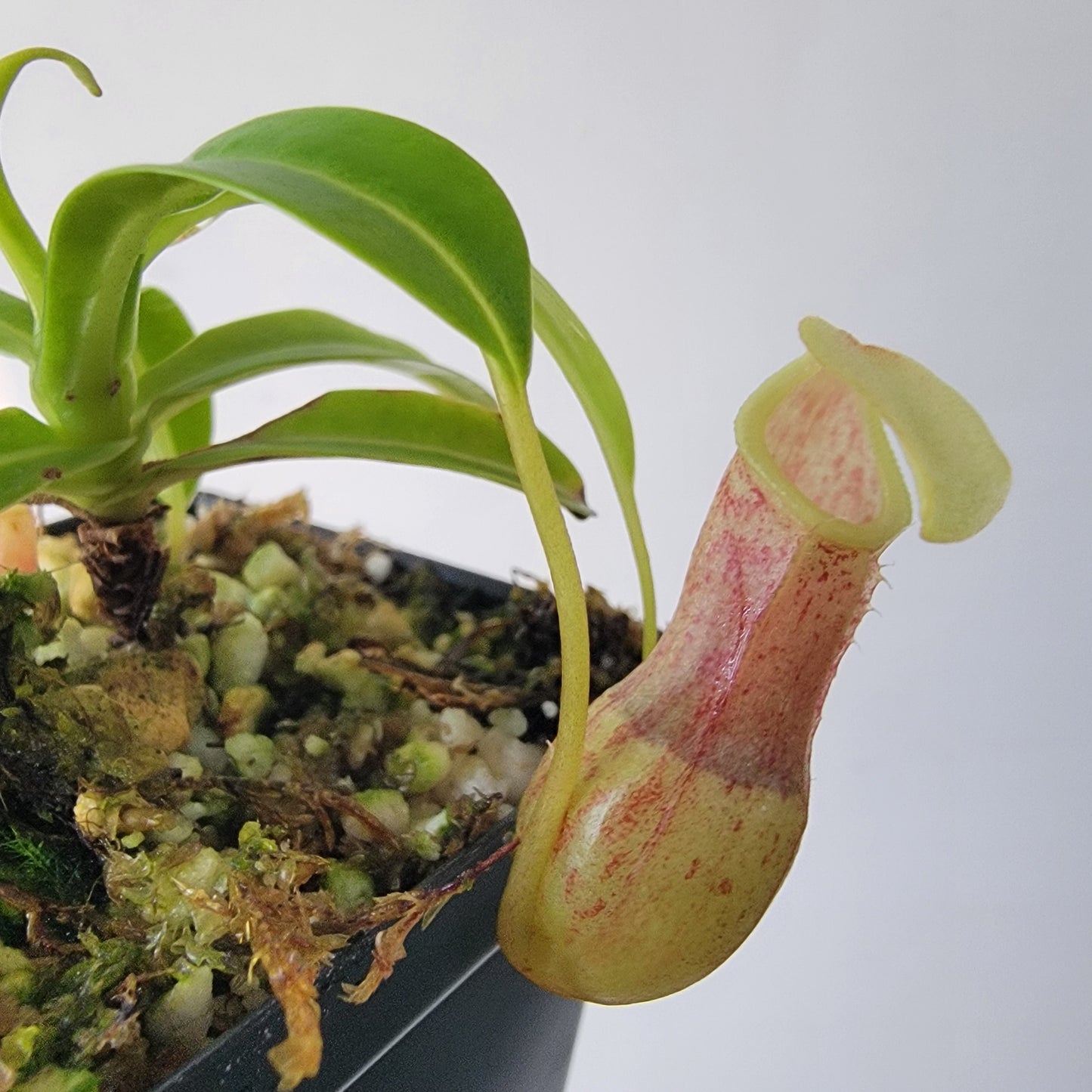 Nepenthes burkei BE