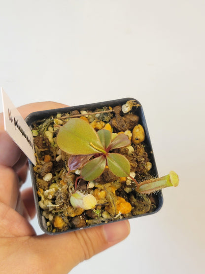 Nepenthes palawanensis BCP