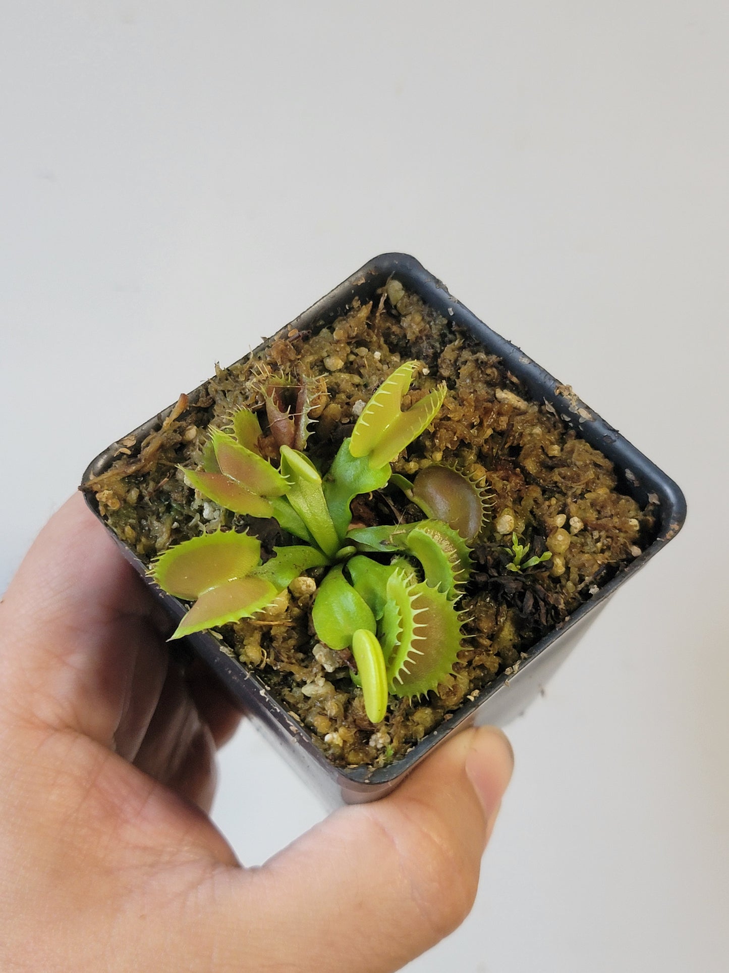 Dionaea musc. "GJ Bloody Nurse"
