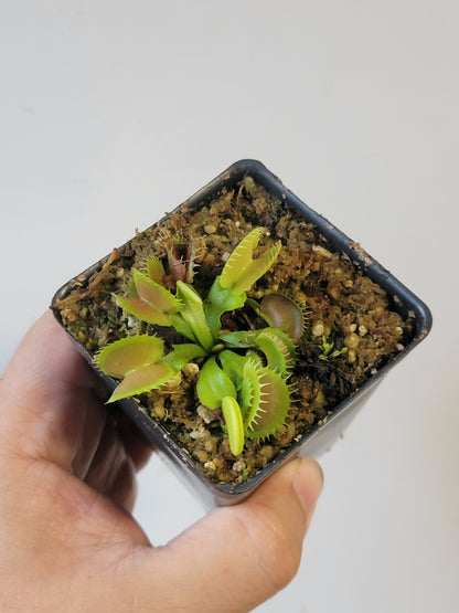 Dionaea musc. "GJ Bloody Nurse"