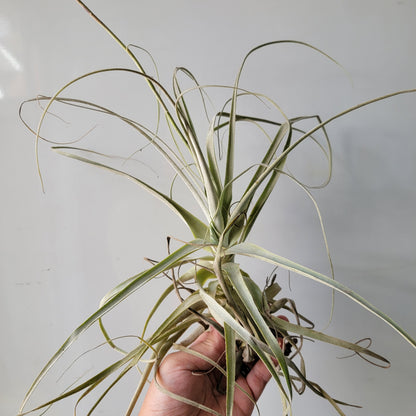 Tillandsia straminea thin 10"